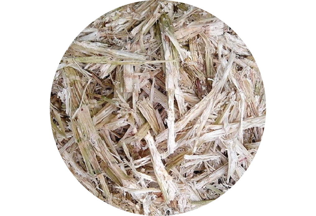 Bagasse Fibres