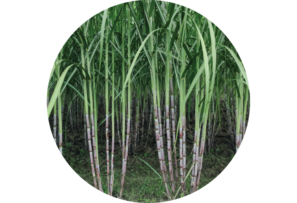 Sugarcane Plants